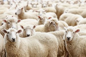 Pasterz to nie lider