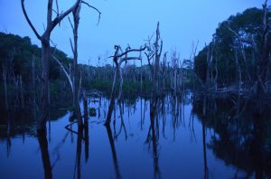 Watykan: Rozmawiano o ochronie Amazonii
